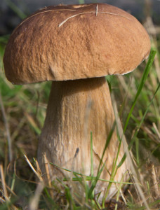 20140605_Steinpilz_neu-228x300 Lamellen oder Röhren? Herbstliche Themenwoche im Enztal - Der "Pilz-Führerschein" vervollständigt die Führerschein-Trilogie