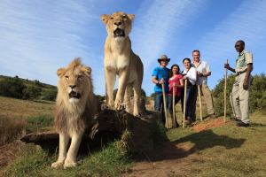 Walking-with-lions-@-zorgfontein-3-300x200 Presseinfo: 5-Sterne Hotels setzen auf Adrenalin pur und Spaß für die gesamte Familie!