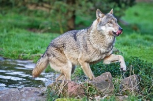 Wolf_klein-300x199  Wolfsgeflüster im Pfalzblick