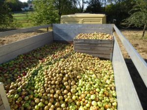 Aramark_ABC-Tag_Bild-Äpfel_01-300x225 Frischer Apfelsaft zum Weltkindertag: Aramarks Wohltätigkeitstag lässt in diesem Jahr Kinderherzen höher schlagen