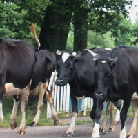 dts_image_2610_rfpatcqoco Niedersachsen: Mann von Rind getötet