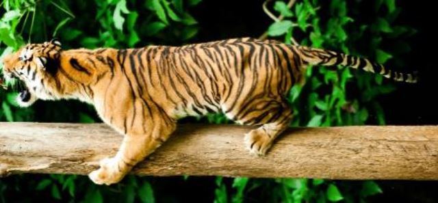 Tiger-web-groß Johor – Abenteuer in der Natur  Malaysias Süden lockt mit toller Landschaft und Vielfalt