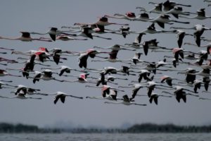 1-Birdwatching-im-Podelta-Park-Copyright-Archivio-Po-Delta-Tourism-300x200 Kommt der Frühling geflogen:  Birdwatching im Mündungsdelta des Po