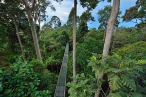 Rainforest-Sabah--300x200 RAINFOREST DISCOVERY CENTRE