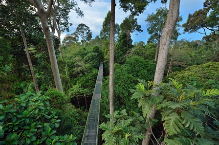 Rainforest-Sabah- Grün, grüner, Sabah – Malaysia!