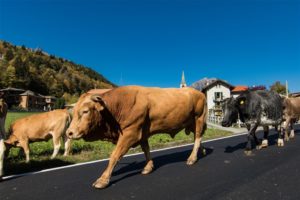 Bianco-Latte-2017-84-300x200 In den Ossola-Tälern zergeht der Oktober auf der Zunge