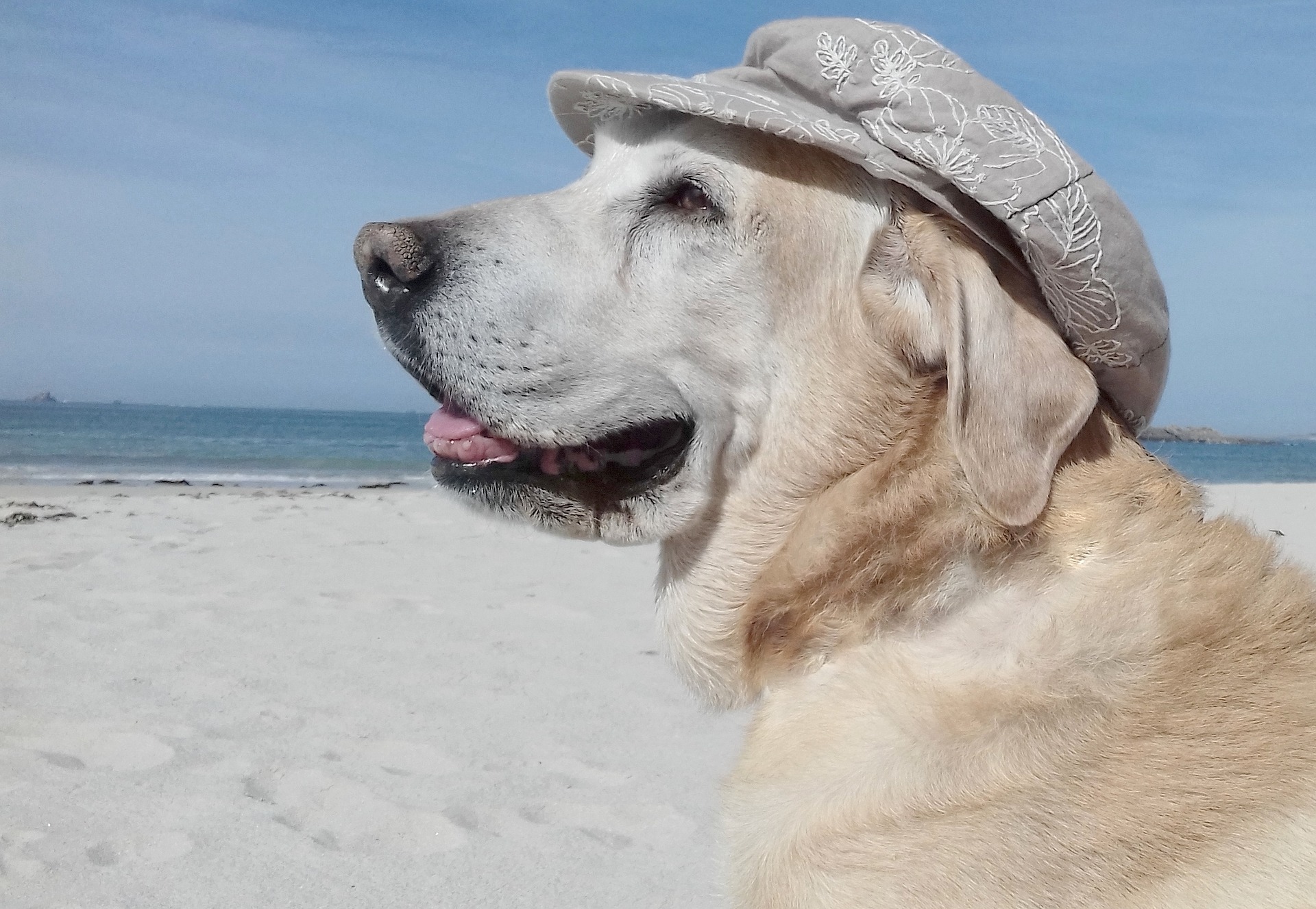 Feriendomizile mit Hund in St. Peter-Ording - Ferienwohnungen und Ferienhäuser für die Herbstferien mit Hund