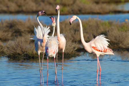 Flamingos-Parco-del-Delta-del-Po©-Roberto-Maggioni Und zu Ostern in die Natur – Frühlingserwachen im Mündungsdelta des Po