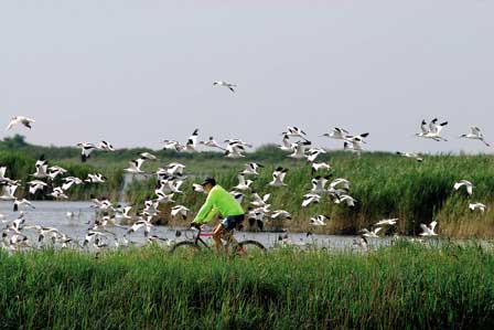 Radfahren-Delt-Del-Po©Archivio-Fotografico-Provincia-Ferrara Und zu Ostern in die Natur – Frühlingserwachen im Mündungsdelta des Po