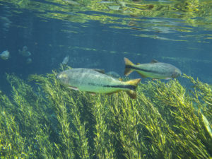 riosucuri_bonito_ms_27204415008_o_cEmbratur_MTur-300x225 Pantanal: Brasiliens grünes Abenteuer