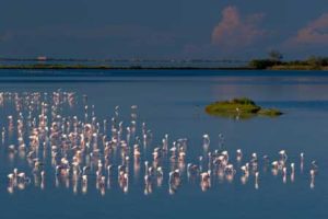 Flamingos-in-Comacchio-Foto-Flavio-Bianchedi-300x200 Die Musik spielt an der Adria – Anastacia kommt auch