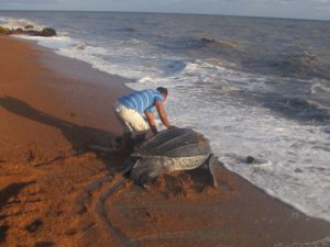 PR_Giant-Leatherback-Turtle_Romeo-Defreitas-002-300x225 Kinderstube Shell Beach – Einzigartiger Nistplatz für Meeresschildkröten an Guyanas Nordwestküste