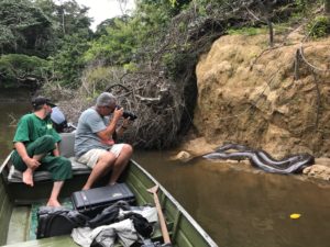 PR_Anaconda-300x225 Der Luxus ungezähmter Natur – Mapari Wilderness Camp: Dschungel-Abenteuer in Guyanas Regenwald