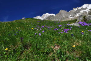 Primavera-Monte-Bianco_Aostatal-©Roberto-Maggioni_web-300x199 Einladung zu Seelensuppe und Lebenselixier ins Aostatal