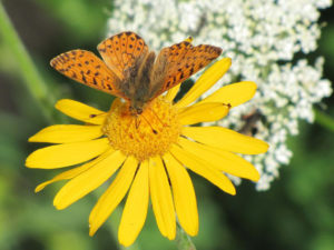 Arnica-Montagna_Archives-Tourisme-Vallée-dAoste-300x225 Heilsame Schönheiten - das Aostatal in voller Blütenpracht