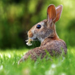 rabbit-1903016_1920-150x150 !Gewinnspiel!-Erinnerung