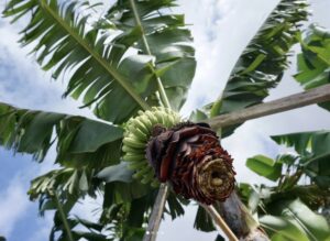 Green-Value-SCE-Genossenschaft-aus-Suhl-300x219 Green Value SCE: Pflanzliche Ernährung wird weltweit immer beliebter